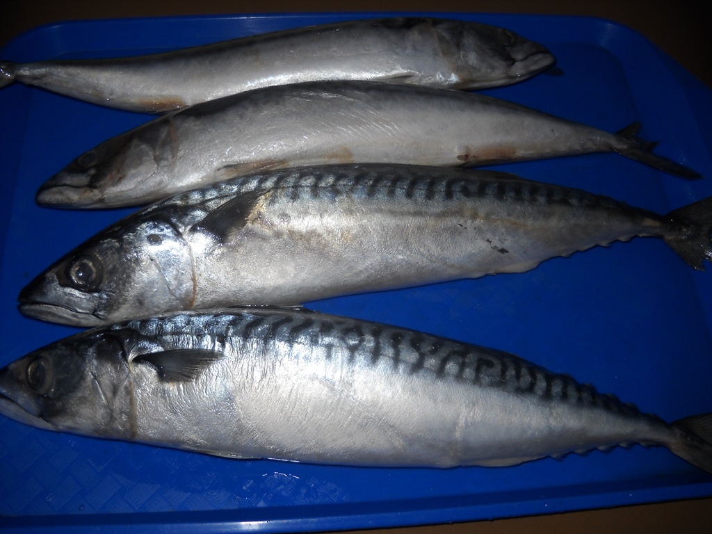 Macrou cu sos de rosii la cuptor. Cea mai simpla si delicioasa reteta cu peste