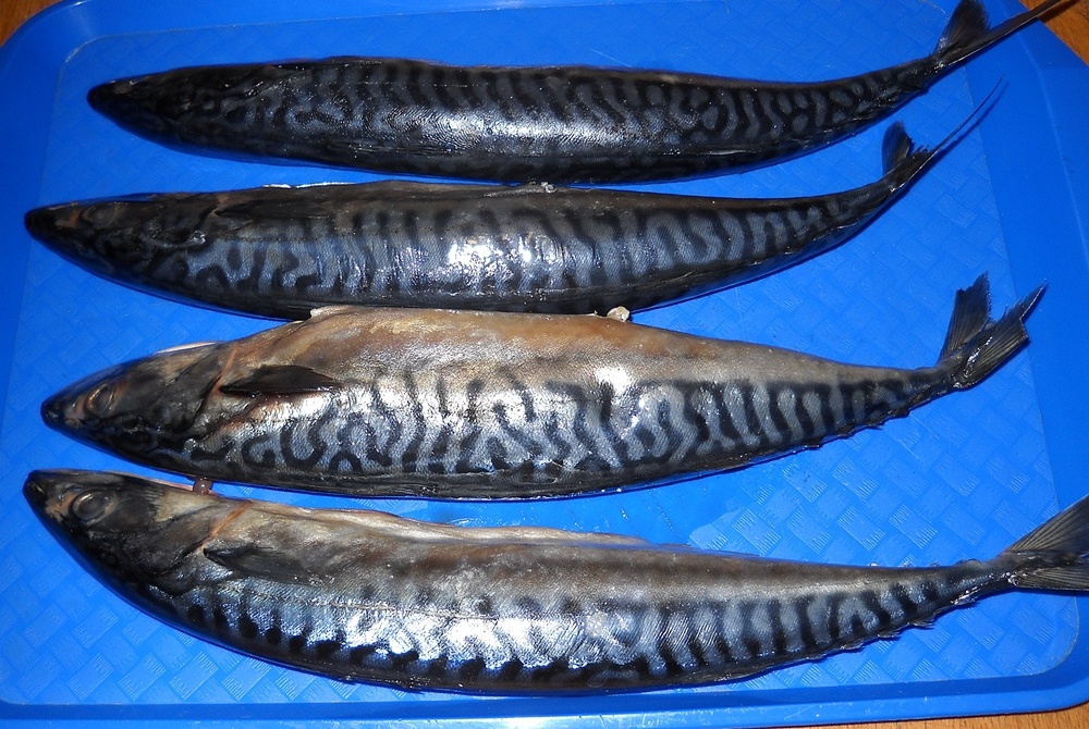 Macrou marinat la rece. Cea mai buna conserva de peste pe care o poti face acasa