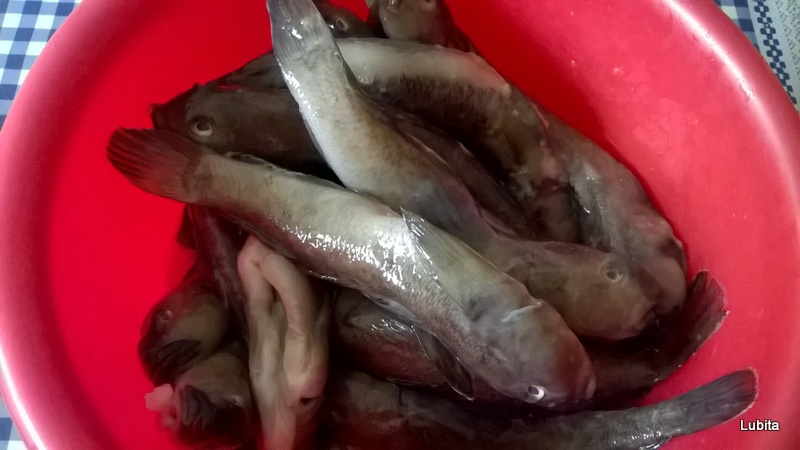 Guvizi in sos de rosii