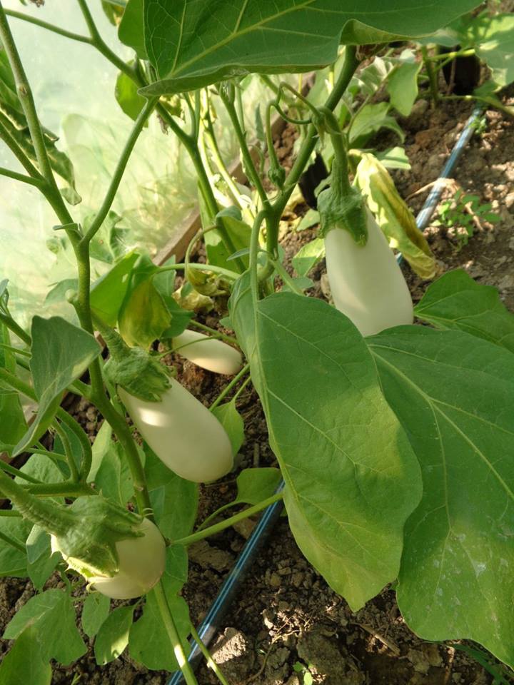 Zacusca cu ardei capia si ciuperci (hulughite)