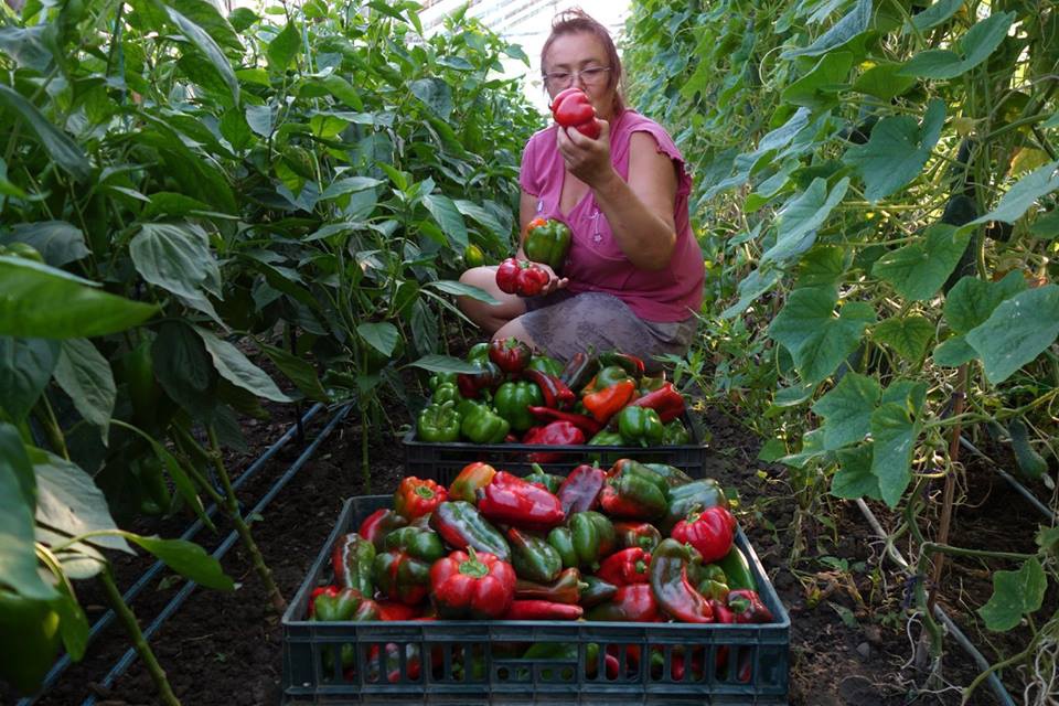 Zacusca cu ardei capia si ciuperci (hulughite)