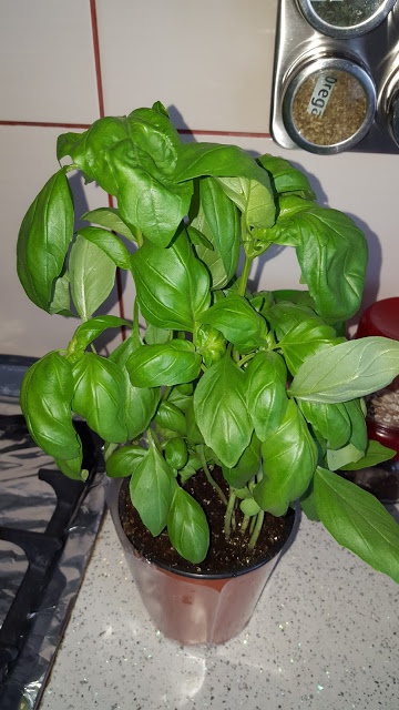 Fusilli all' arrabbiata