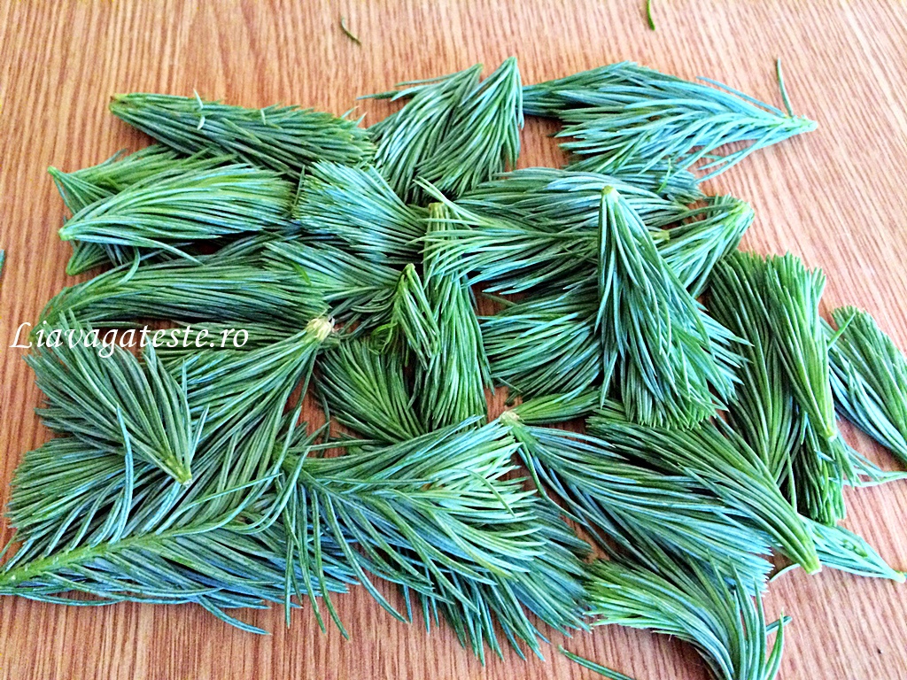 Sirop din muguri de brad, maruntiti