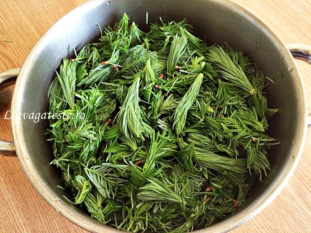 Sirop din muguri de brad, maruntiti