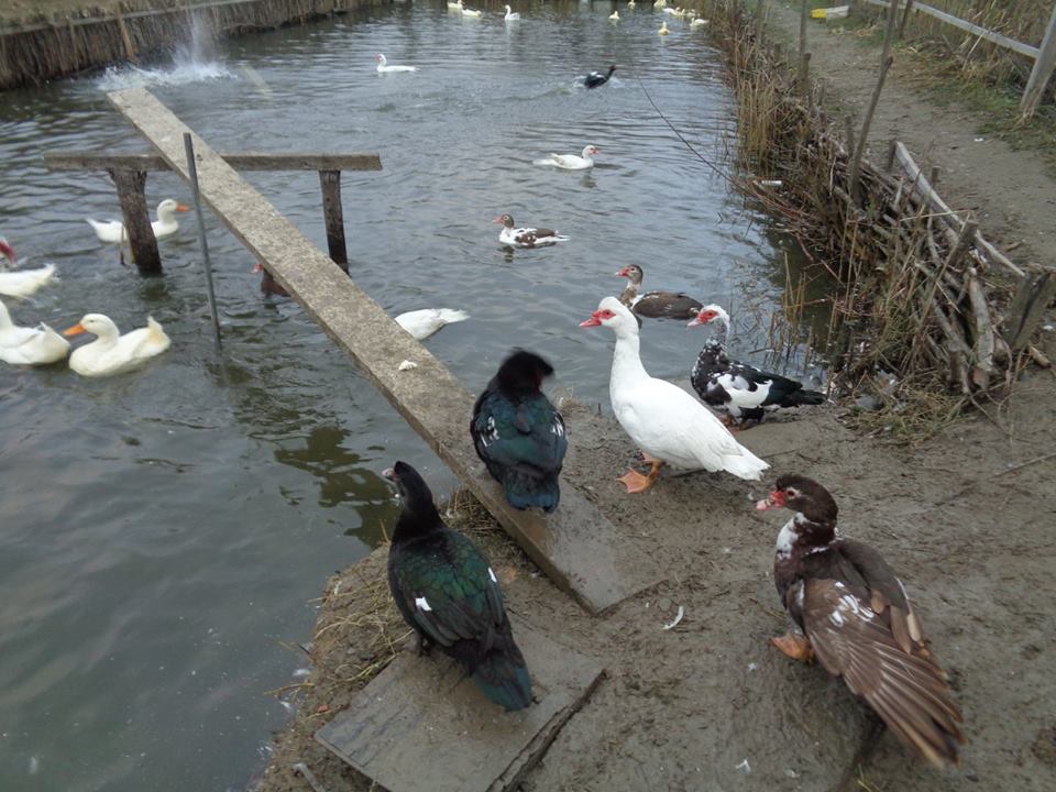 Bors de varza cu rata