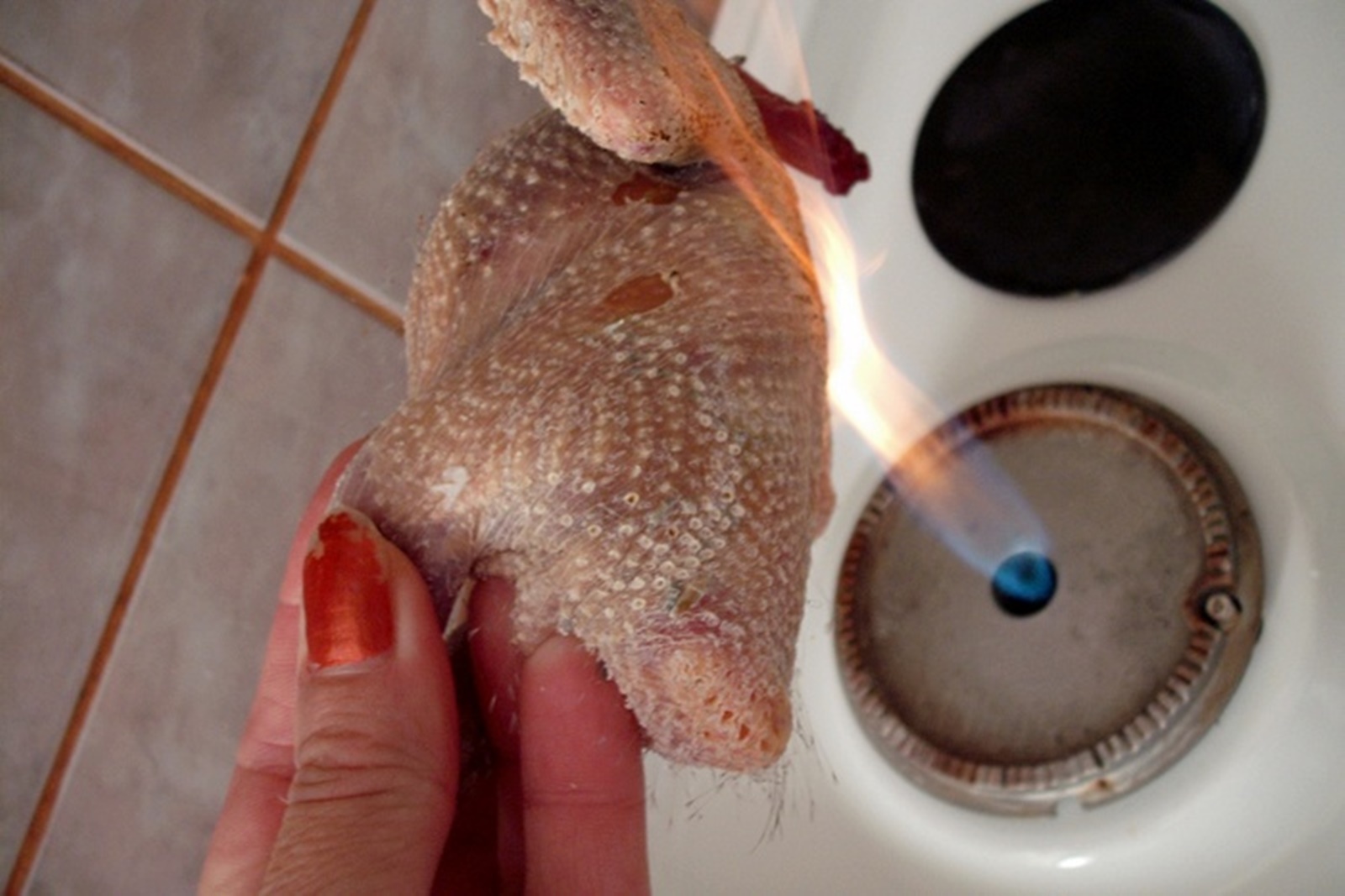 Porumbei in cuib de gris cu sos de merisoare