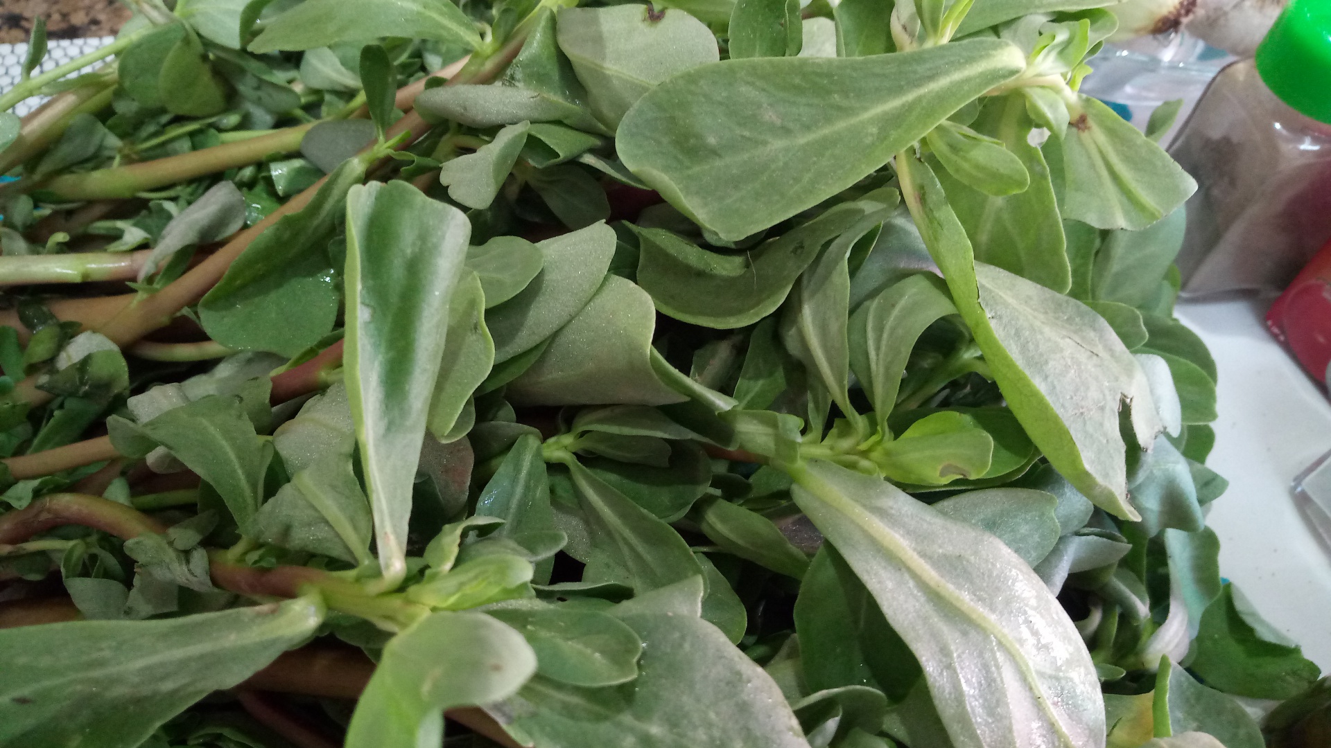 Tocanita de iarba grasa (baqleh)