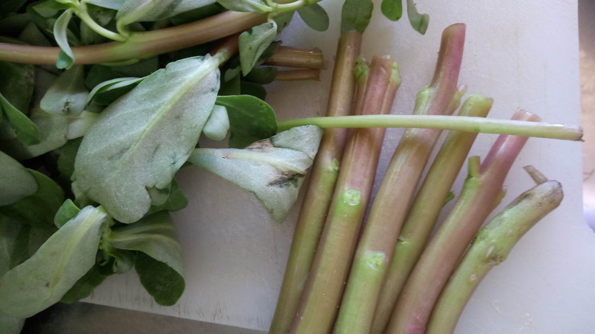 Tocanita de iarba grasa (baqleh)