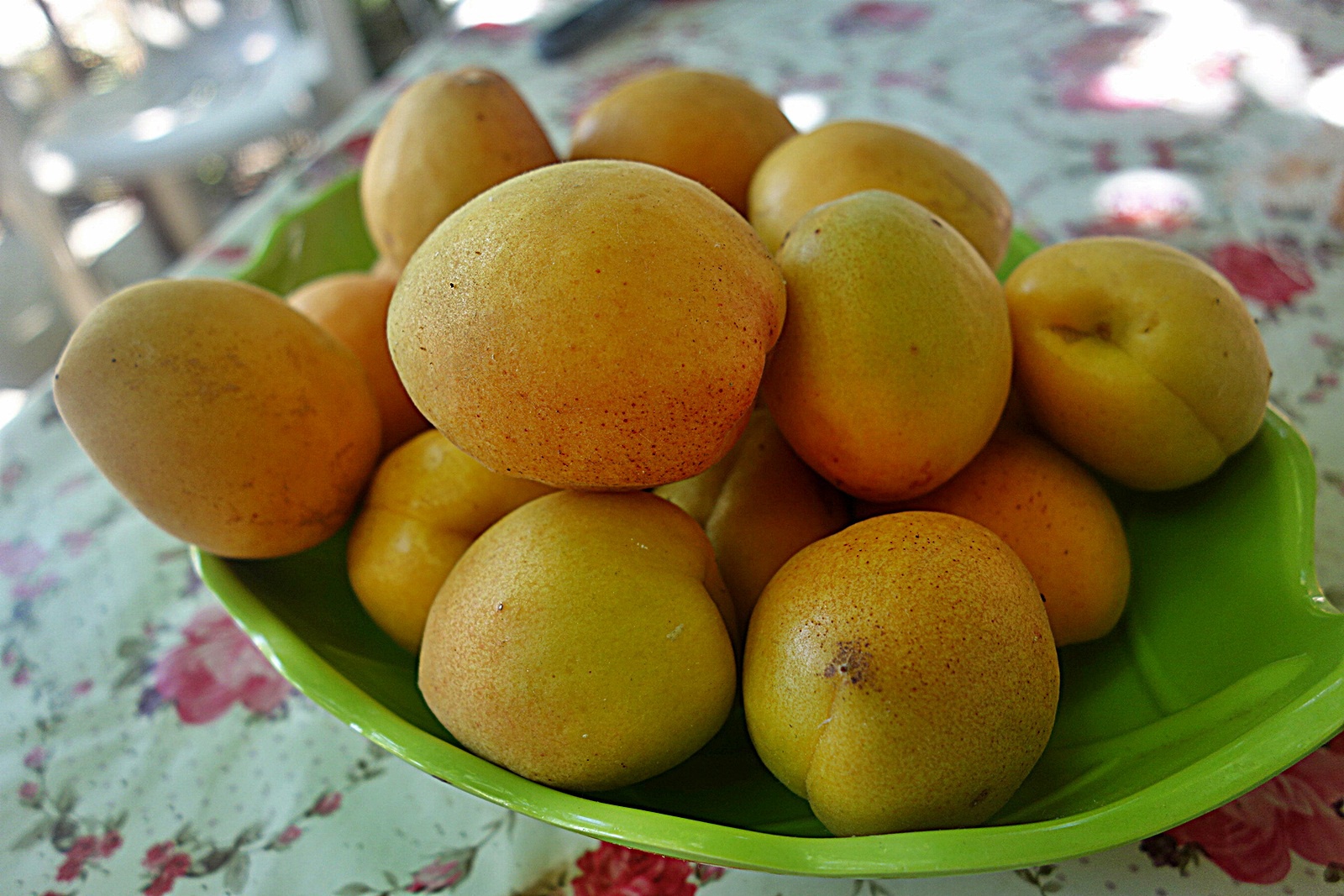 Tort cu ciocolata si caise