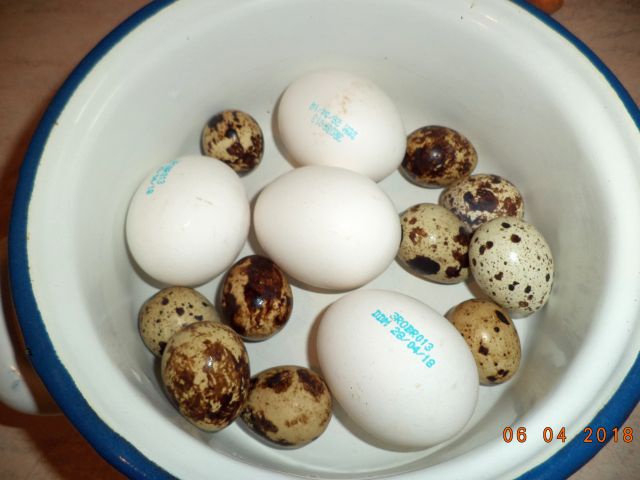 Aspic de legume si oua de prepelita