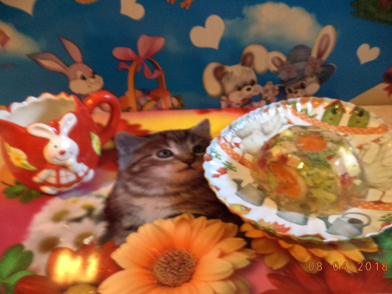 Aspic de legume si oua de prepelita