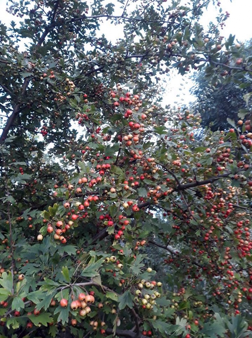 Dulceata de paducel (gherghine)