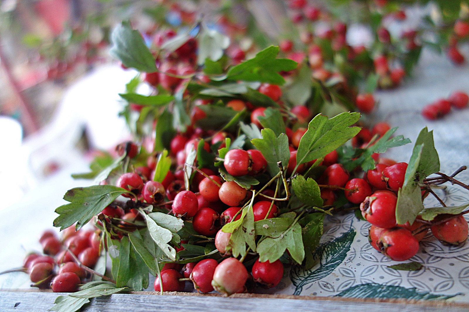 Dulceata de paducel (gherghine)
