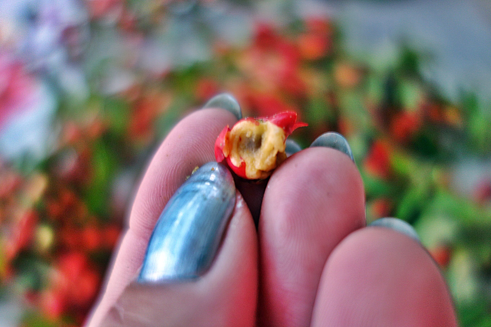 Dulceata de paducel (gherghine)