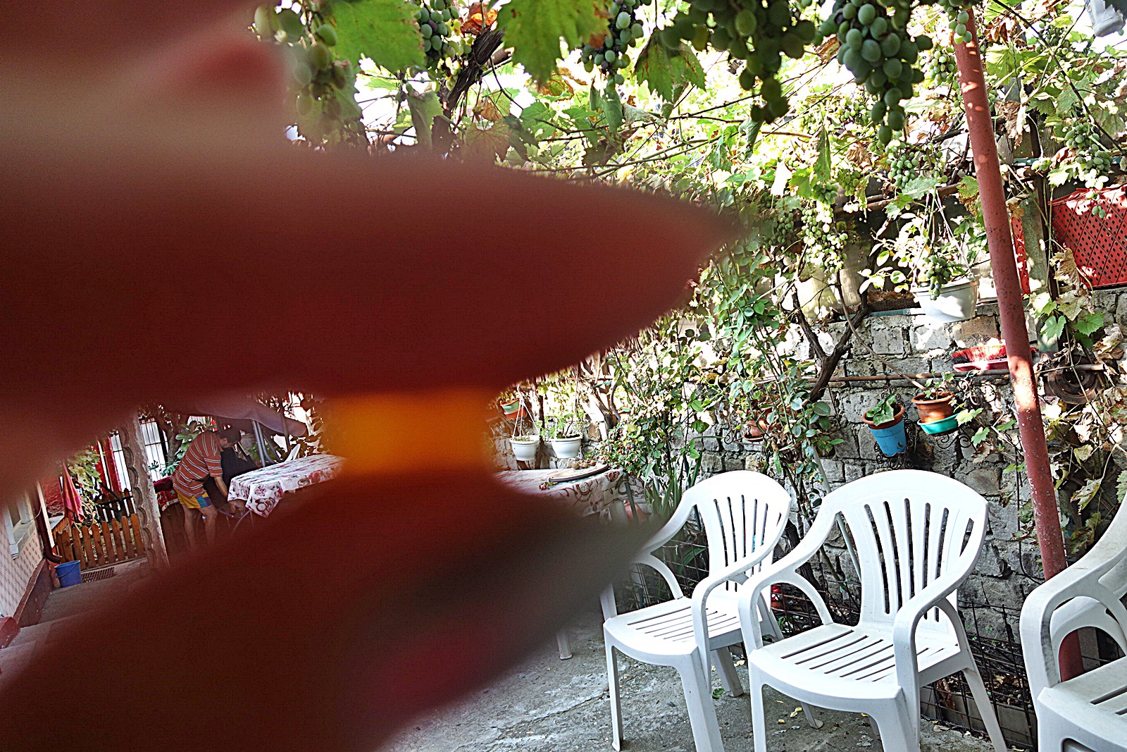 Dulceata de paducel (gherghine)