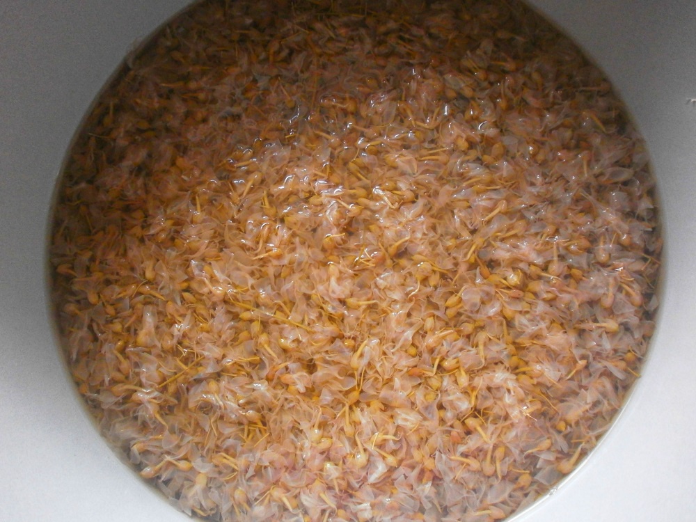 Sirop din flori de salcam