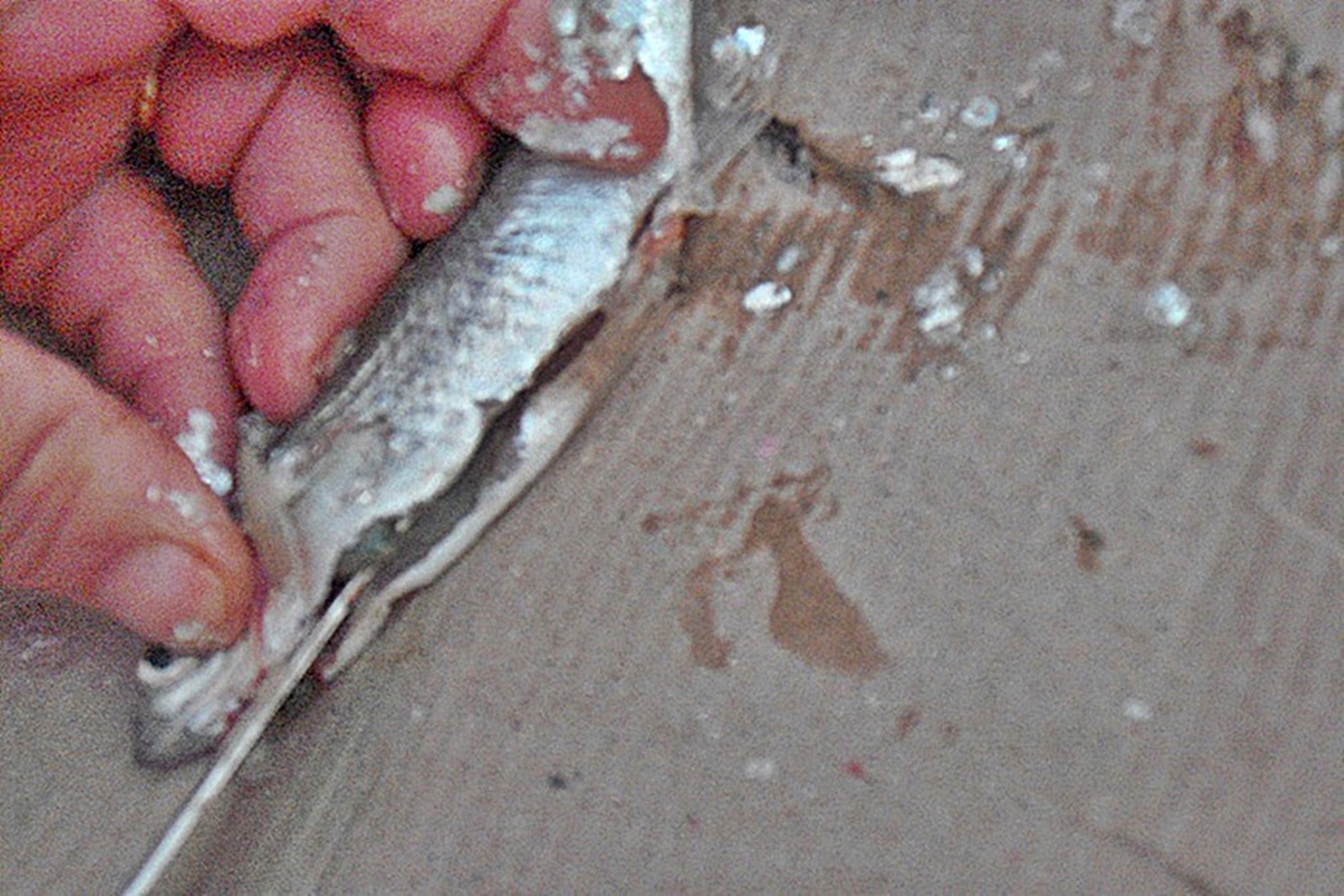 Obletel de Dunare marinat in otet