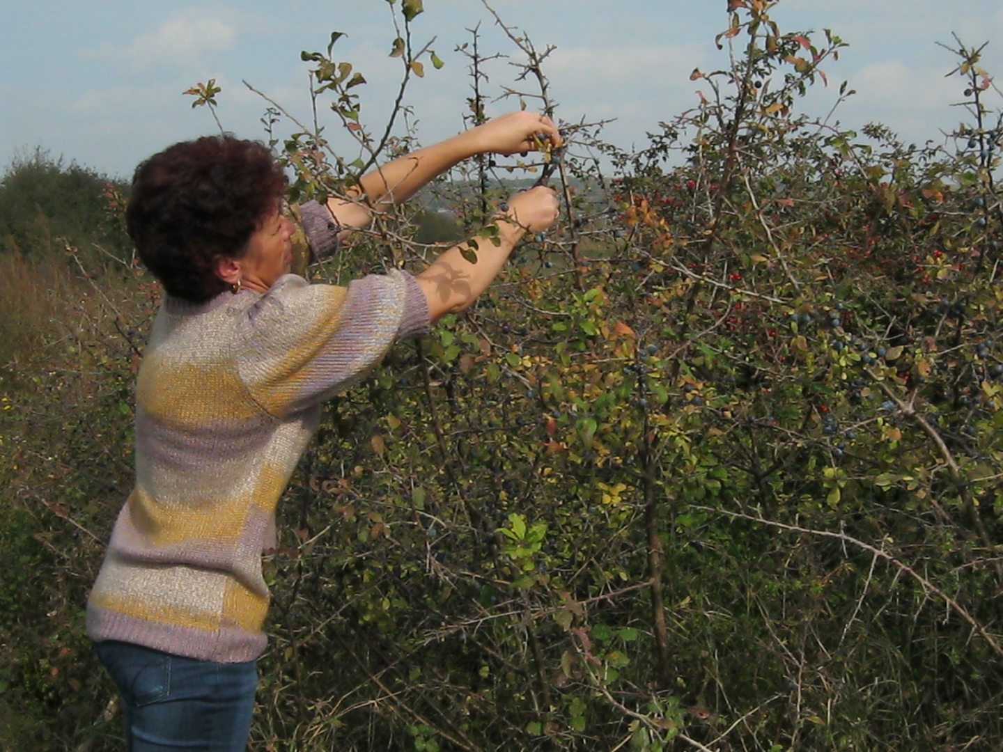 Pasta de porumbe (poroambe)
