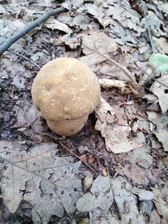 Sarmalute cu hribi si malai