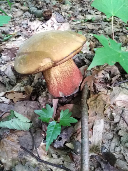 Sarmalute cu hribi si malai