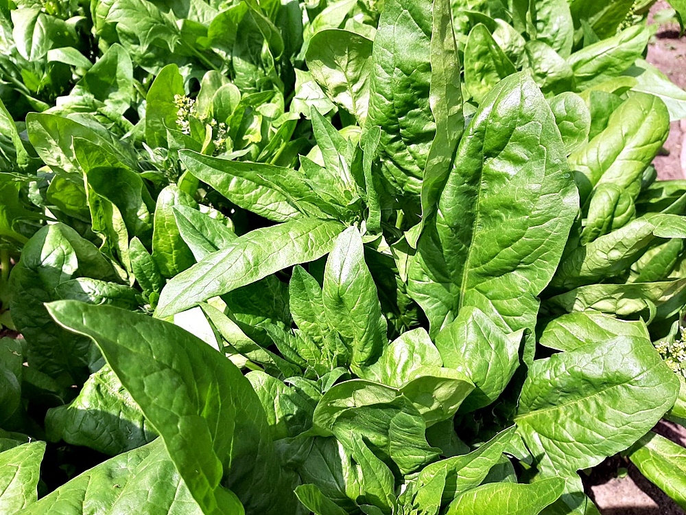 Cum se congeleaza corect spanacul. Cea mai simpla si usoara metoda, pe care orice gospodina trebuie s-o cunoasca