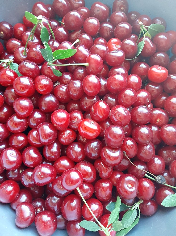 Compot de visine pentru iarna. Reteta simpla, naturala, fara conservanti