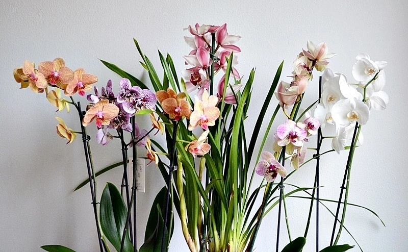 Ingrijirea orhideelor