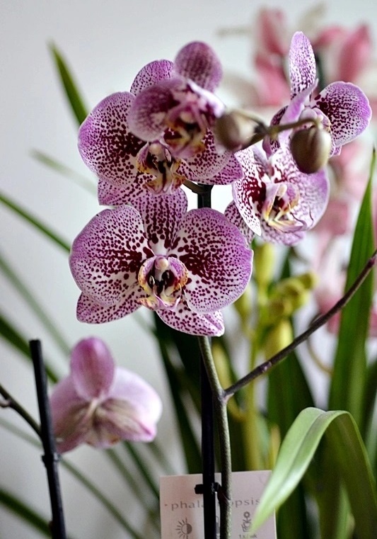 Ingrijirea orhideelor