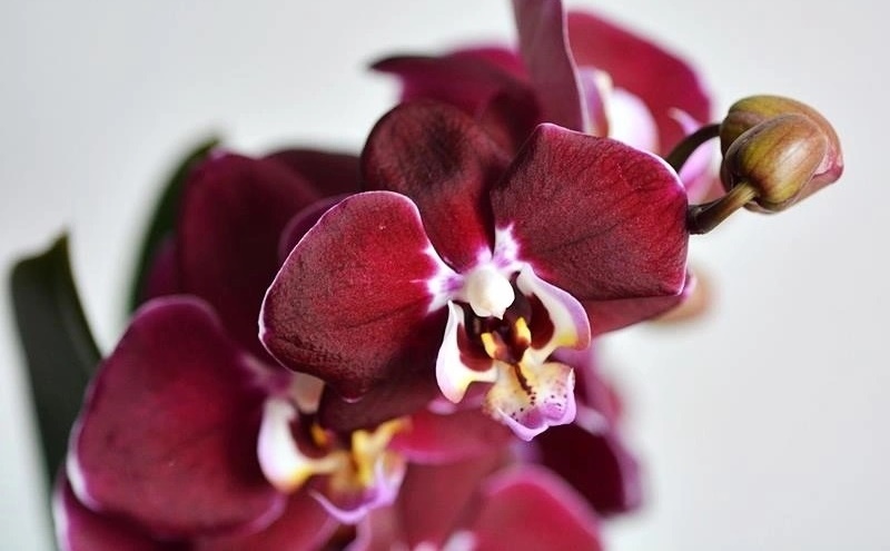 Ingrijirea orhideelor