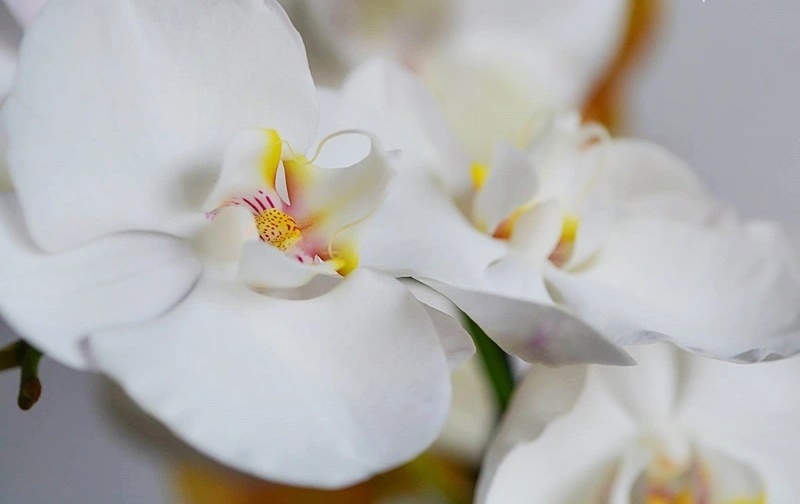 Ingrijirea orhideelor