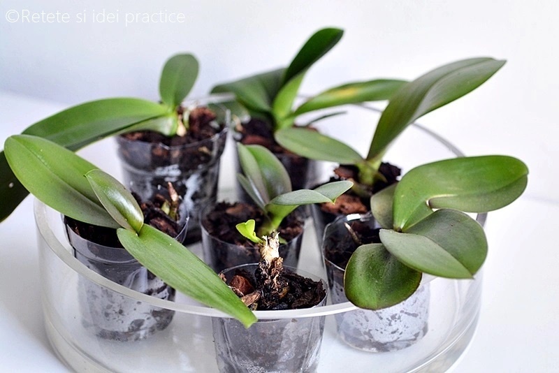 Ingrijirea orhideelor