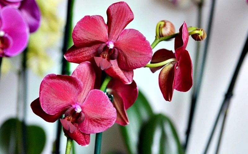 Ingrijirea orhideelor