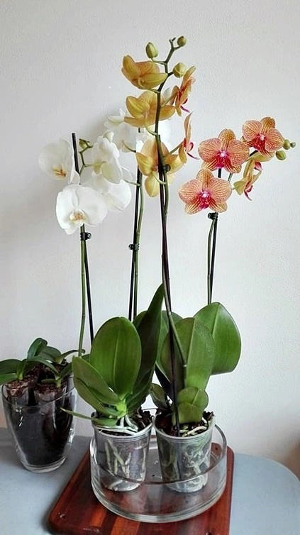 Ingrijirea orhideelor