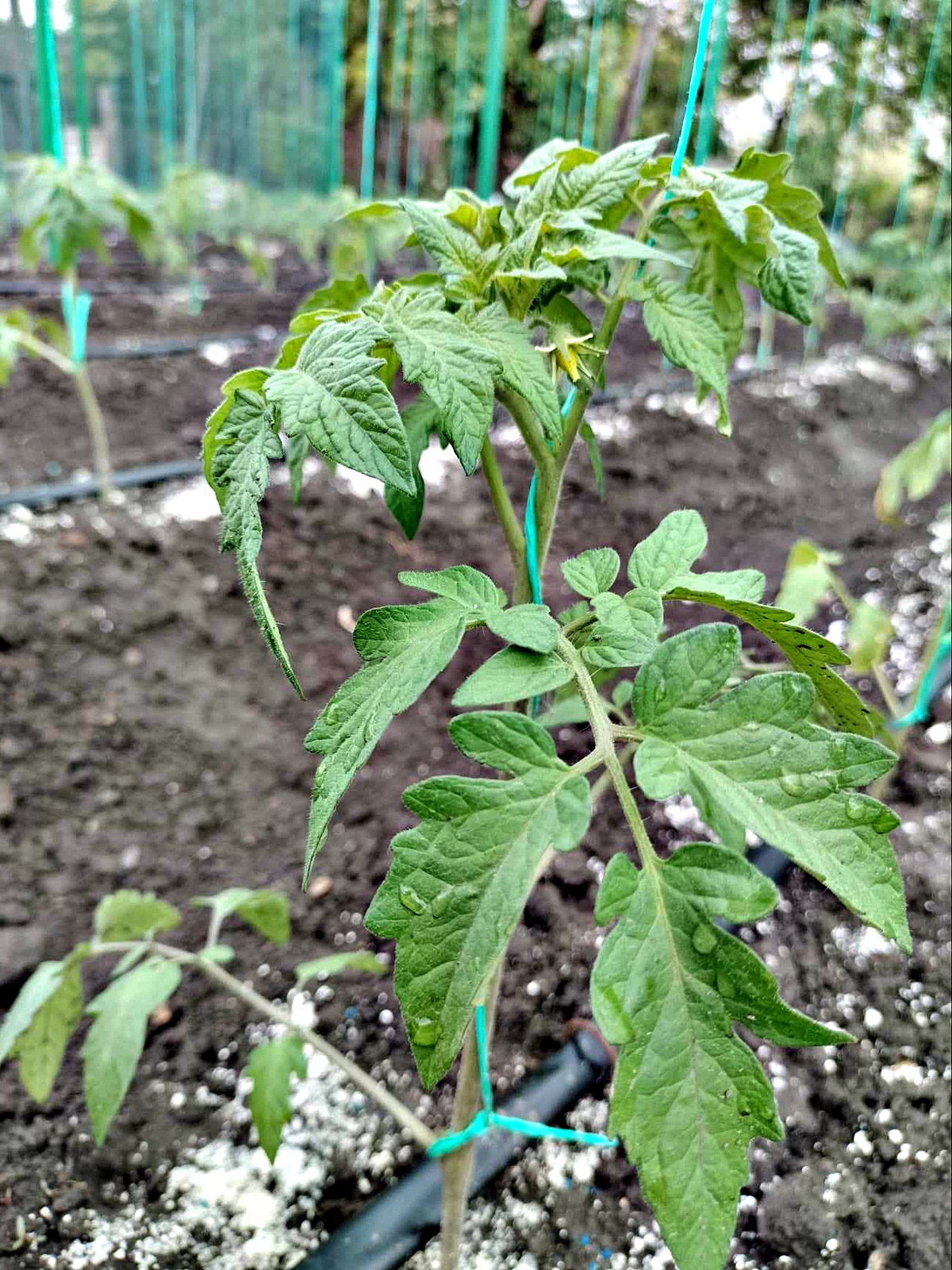 Cum se planteaza rasadurile de rosii - sfaturi practice pentru cultivarea rosiilor in gradina sau solar