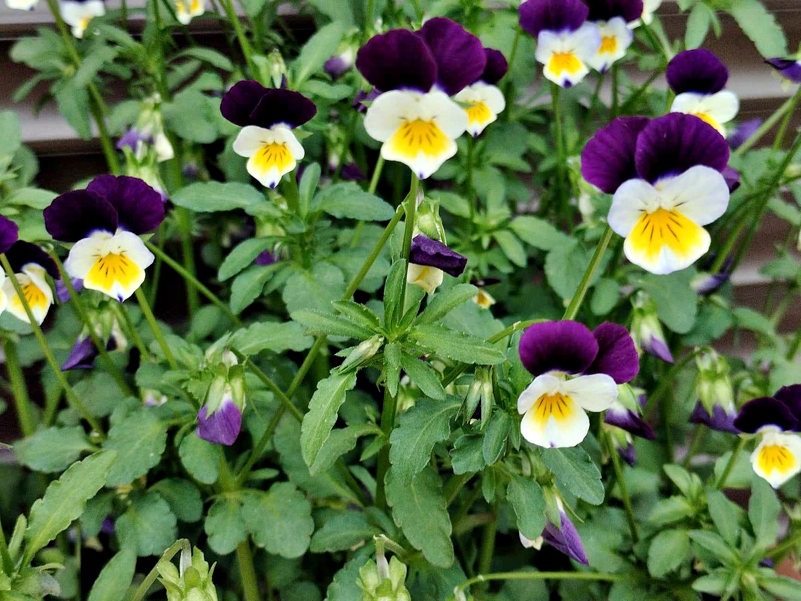 Viola tricolor sau panselua salbatica - planta cu flori delicate si multiple beneficii