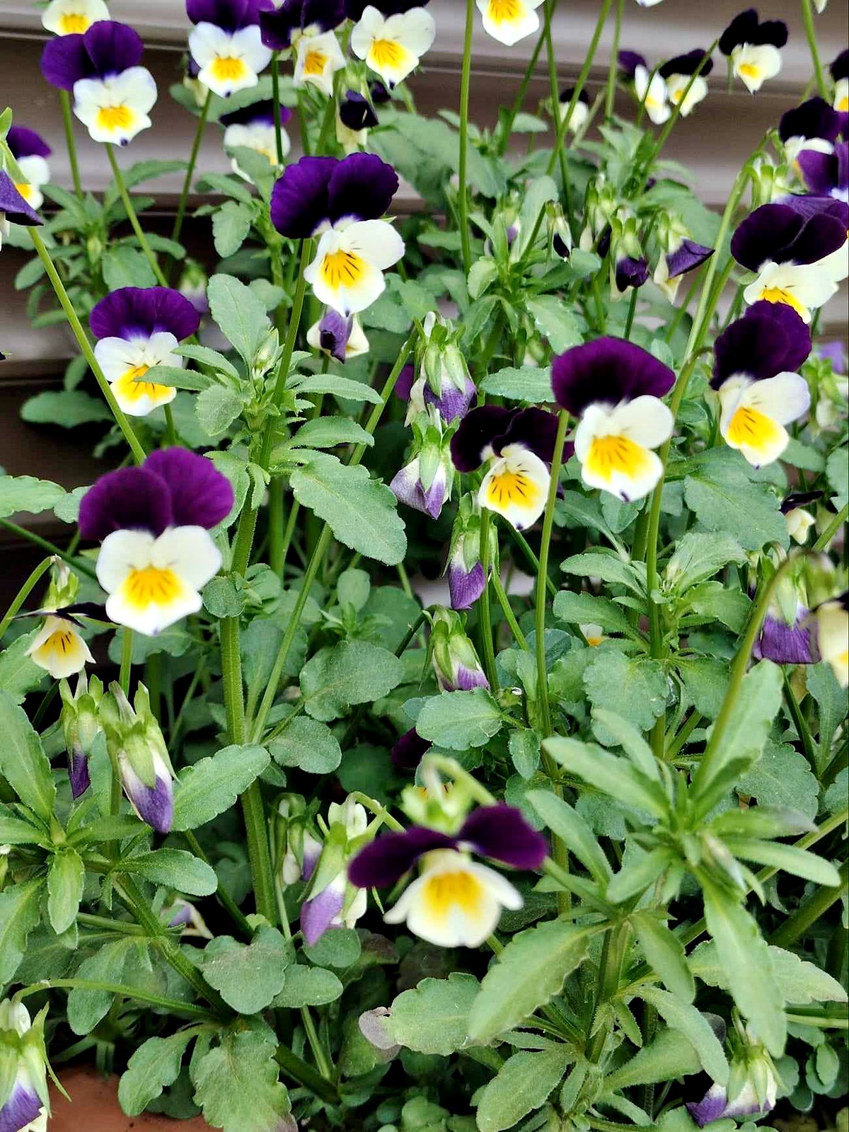 Viola tricolor sau panselua salbatica - planta cu flori delicate si multiple beneficii