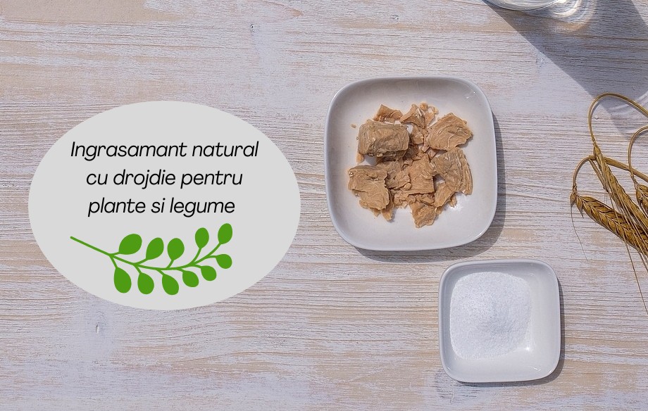 Ingrasamant natural cu drojdie pentru plante si legume – reteta, utilizare si beneficii