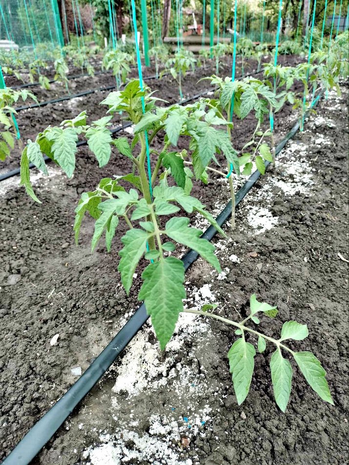 Ingrasamant natural cu drojdie pentru plante si legume – reteta, utilizare si beneficii