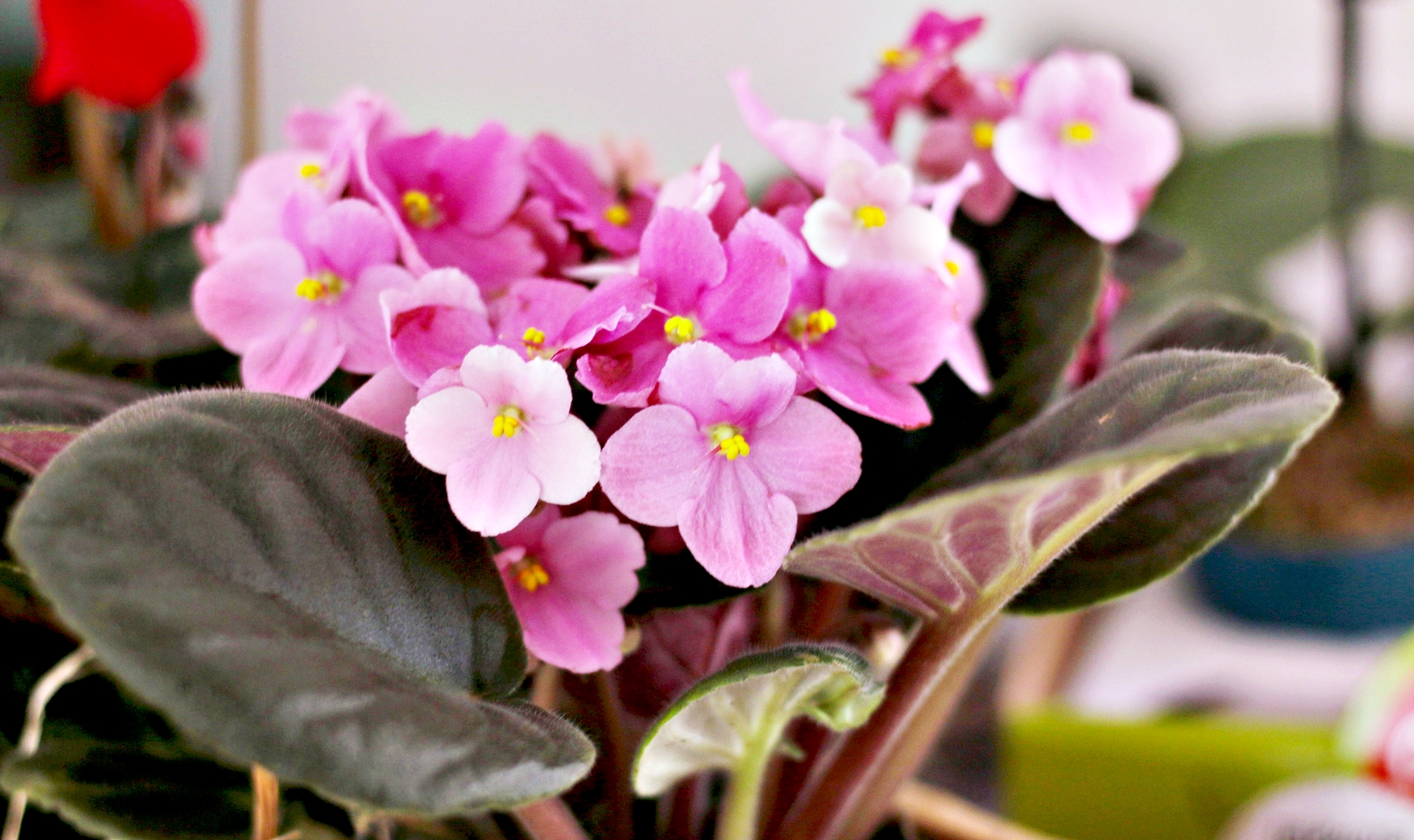 Cum sa faci violetele de Parma sa infloreasca din nou – sfaturi simple pentru flori spectaculoase