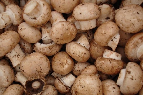 Dupa ploaie si ciuperci