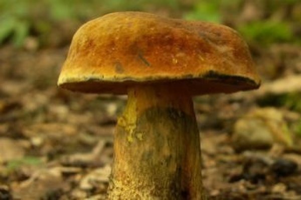 Ciupercile, leacul pentru imortalitate?