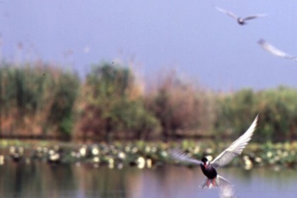 Delta Dunarii - adevarata mancare pescareasca