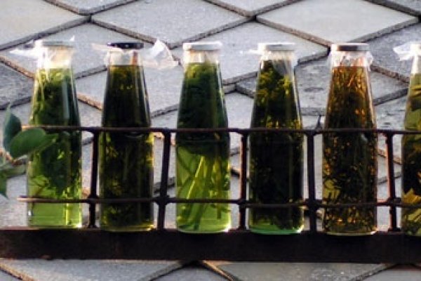 Cum sa pui cele mai gustoase muraturi