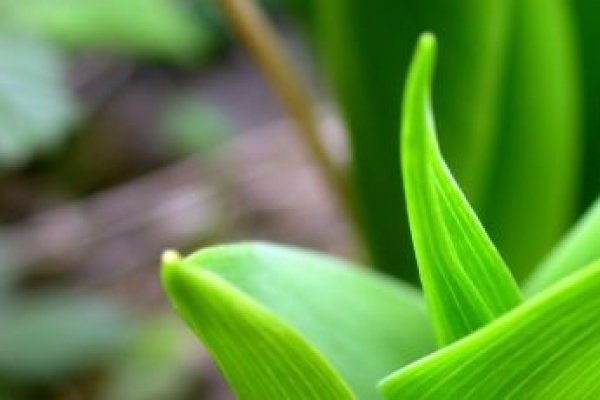 Leurda, condimentul uitat al europenilor