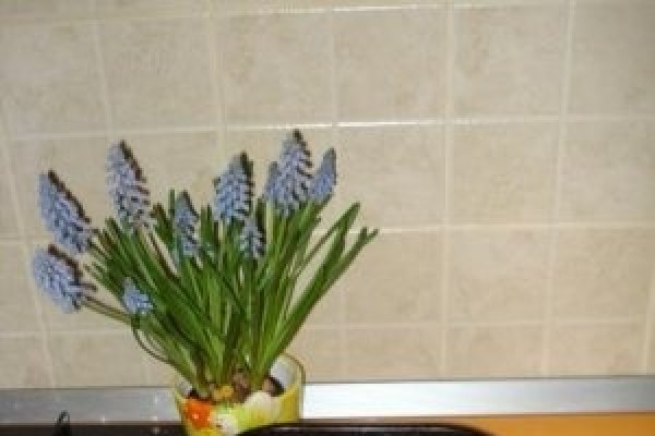 Pulpe de pui la cuptor