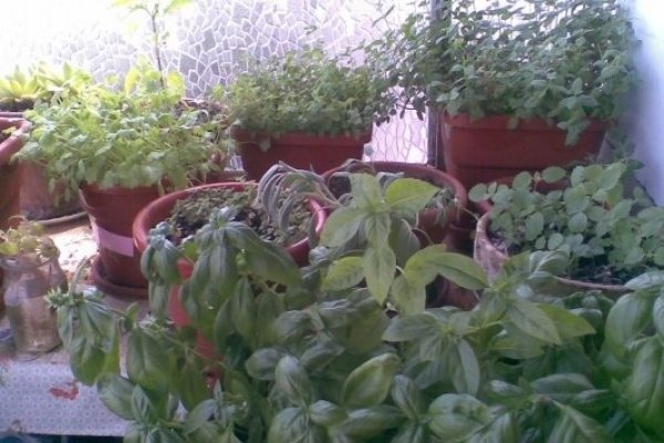 Pui cu plante aromatice si lamaie