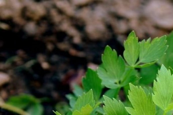 Beneficiile leuşteanului