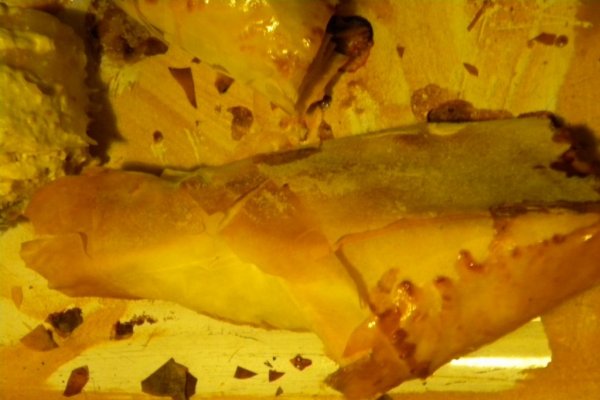 Pui invelit in foietaj cu sos de mustar