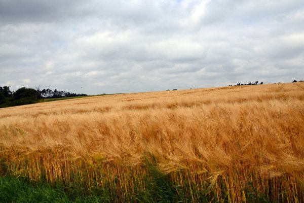 PAES: Noua Politica Agricolă Comună va trebui să fie echitabilă şi sustenabilă