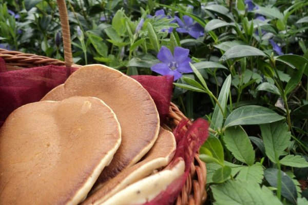 Pancakes cu miere și mac